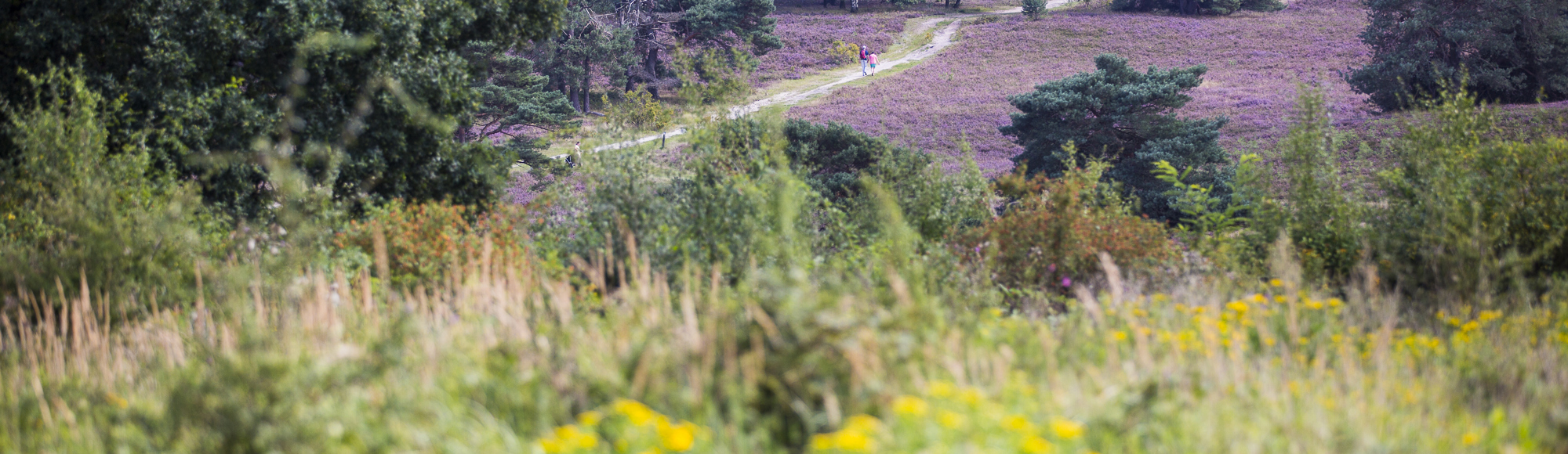Een natuurgebied met paarse heide en een biodiversiteit aan bloemen op de voorgrond