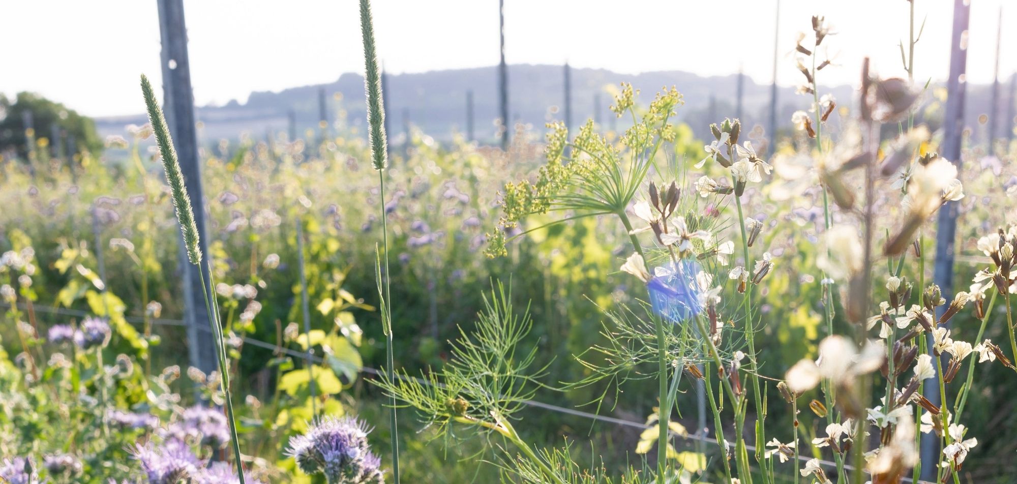 Holset Ontkurkt - Picknick in de Wijngaard 