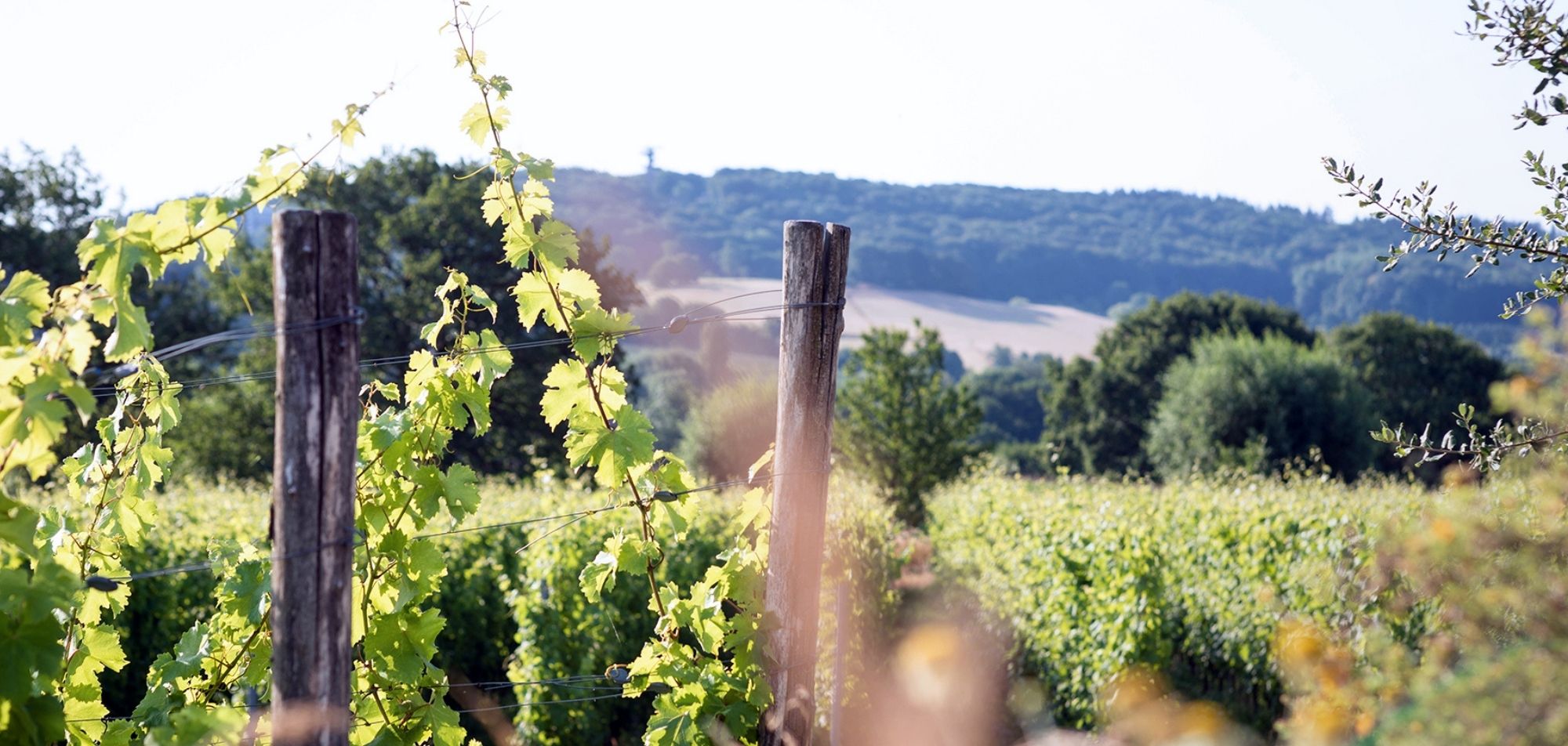 Picknick in de Wijngaard