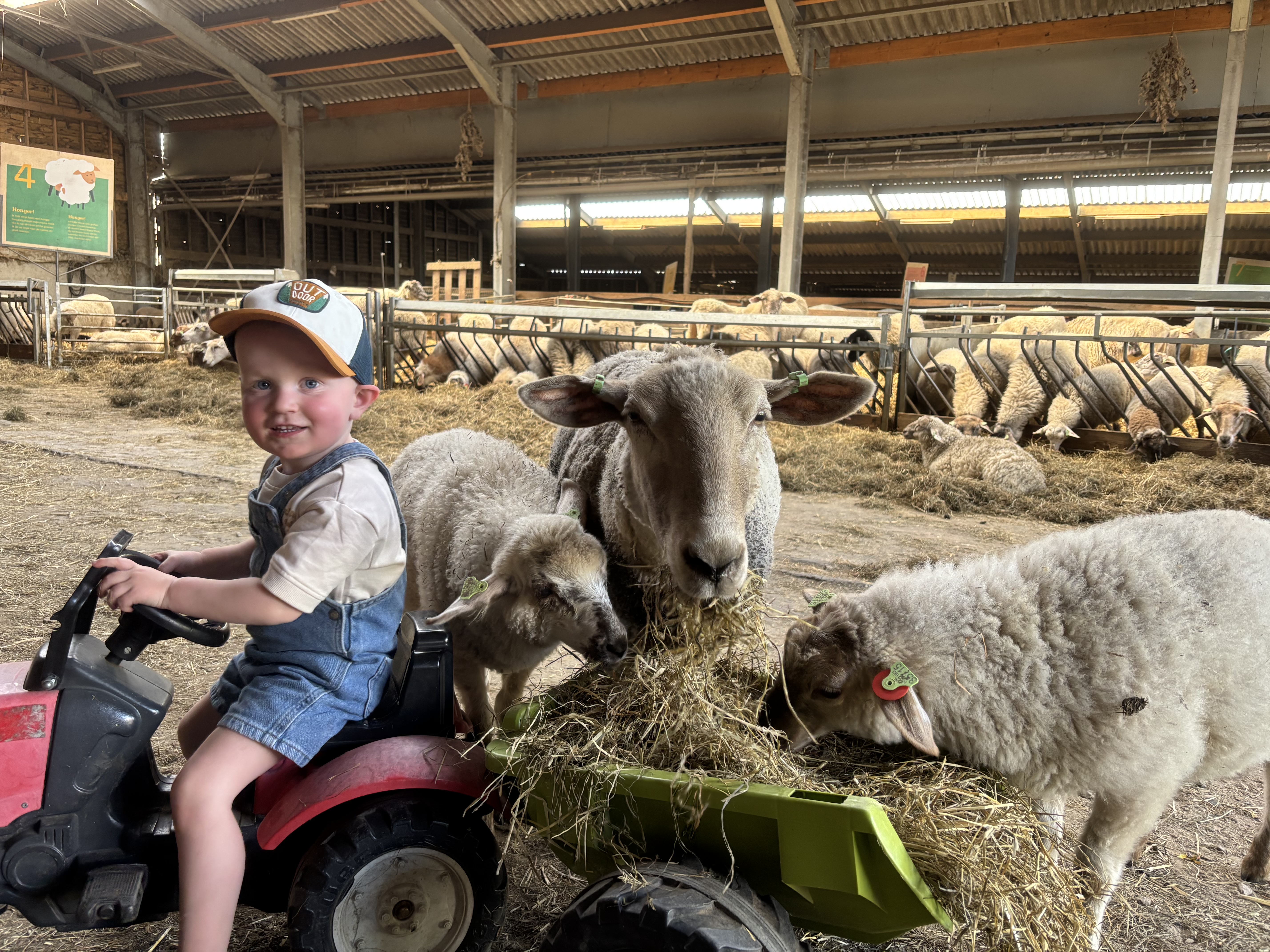 Lammetjesdagen Schaapskooi Mergelland