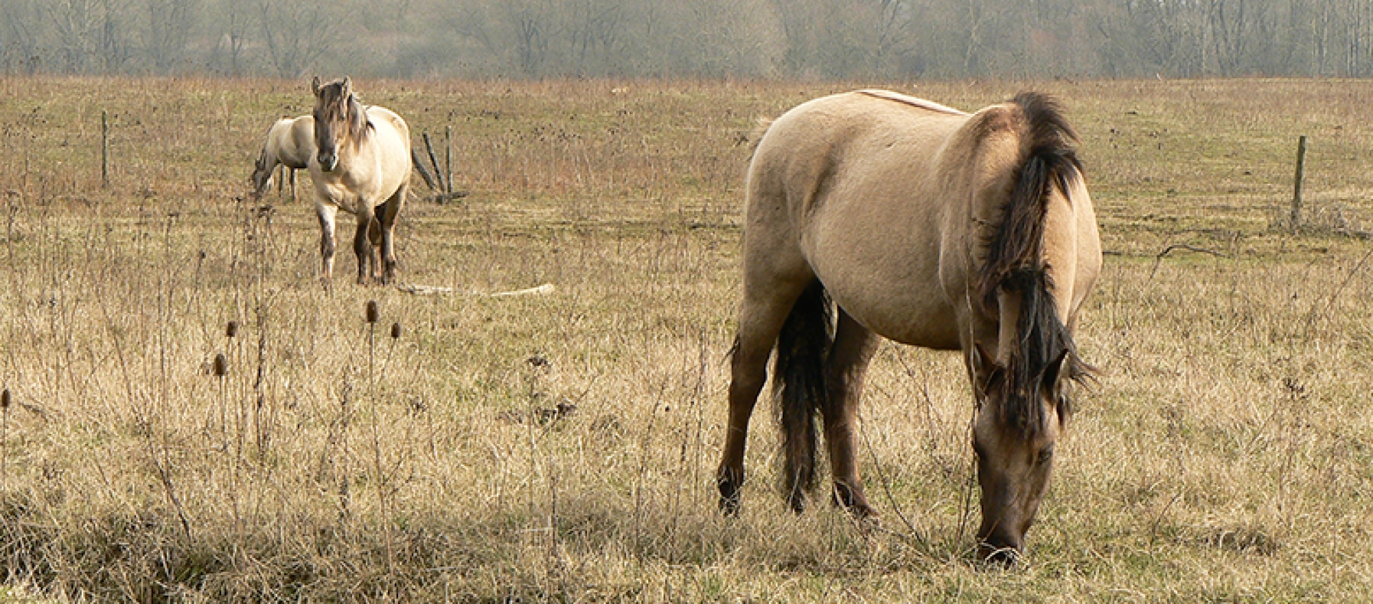 Excursie Grote Grazers met MaasVerkenner