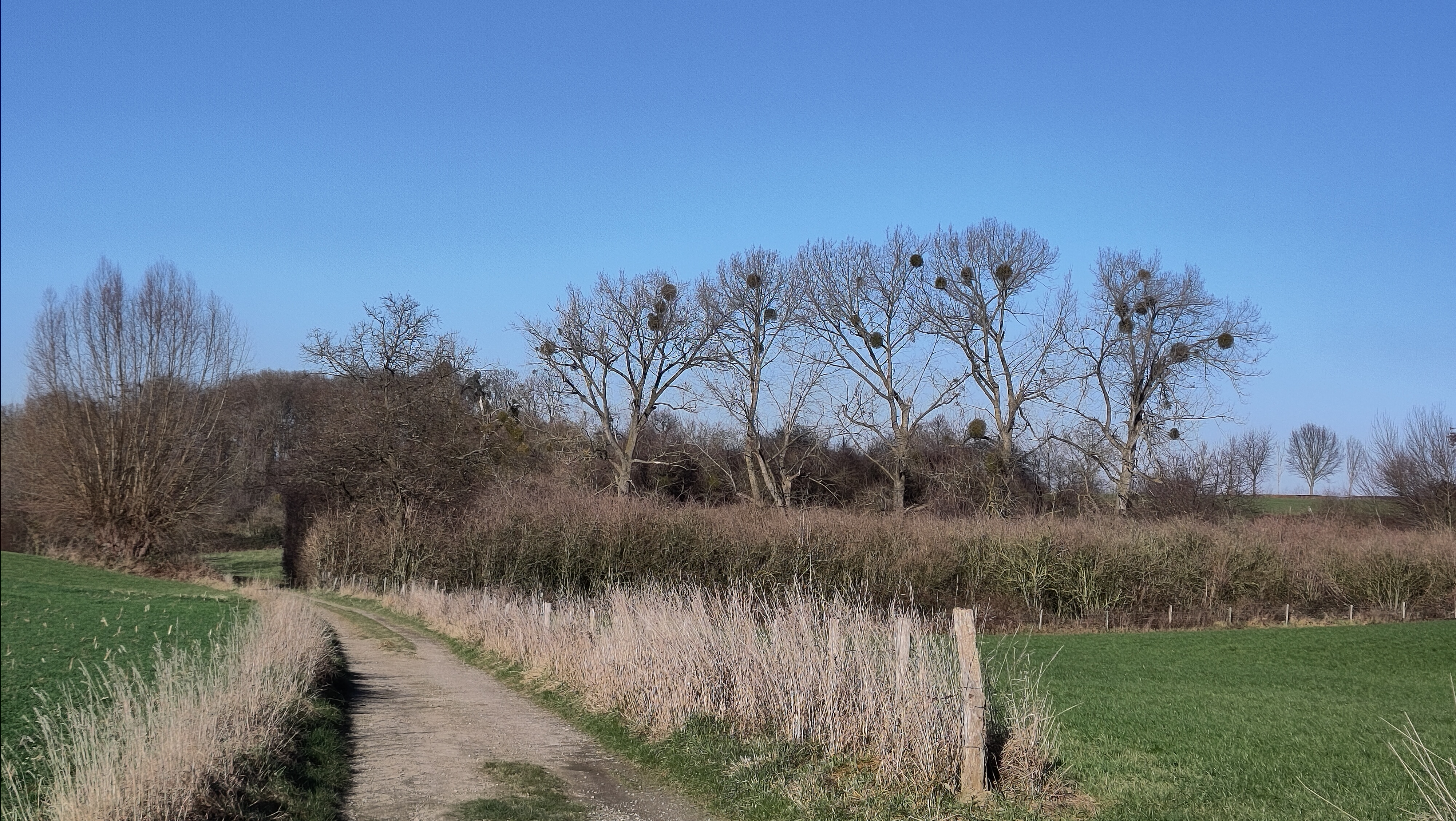 Mystery Walk Eindejaar: help Stappy het mysterie op te lossen!