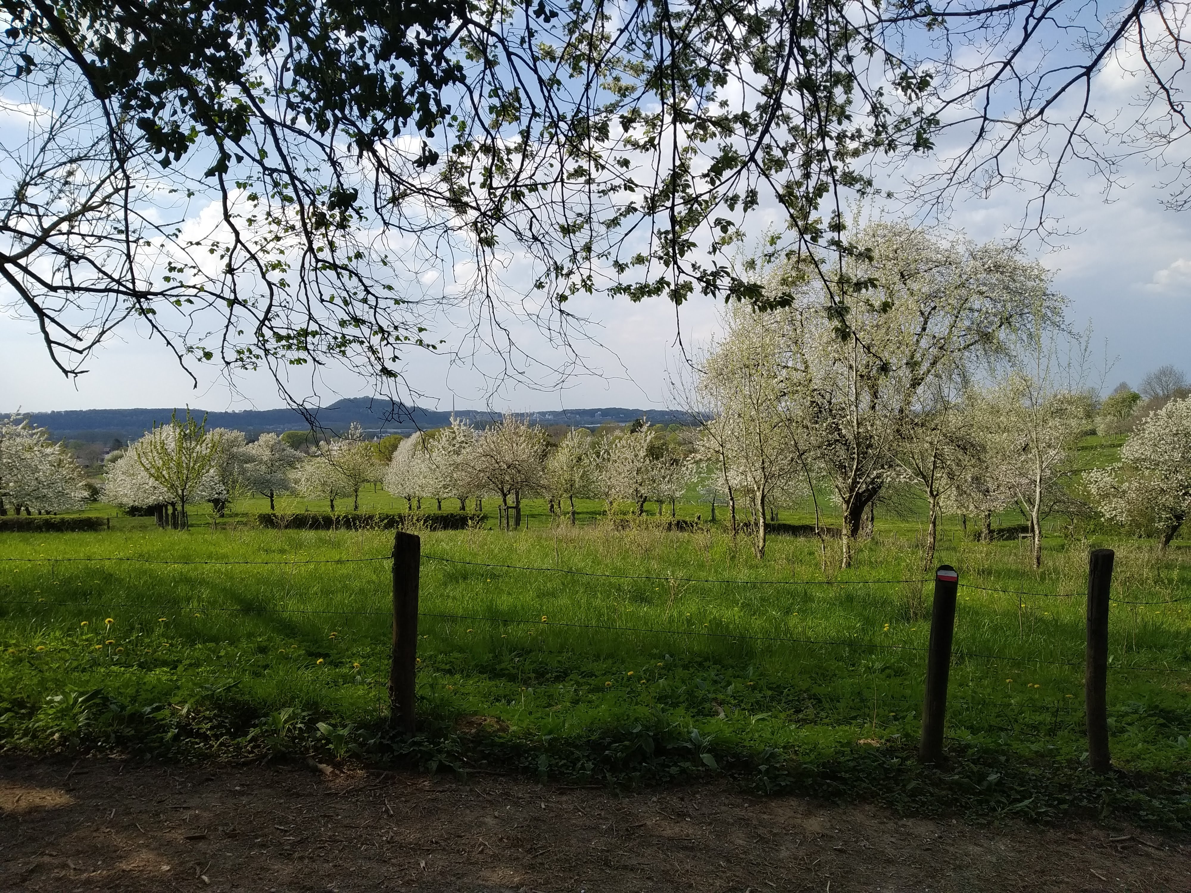 Wandelroute Eijsden-Margraten - Savelsbos
